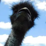 Und Bauernhof Petzold 3*