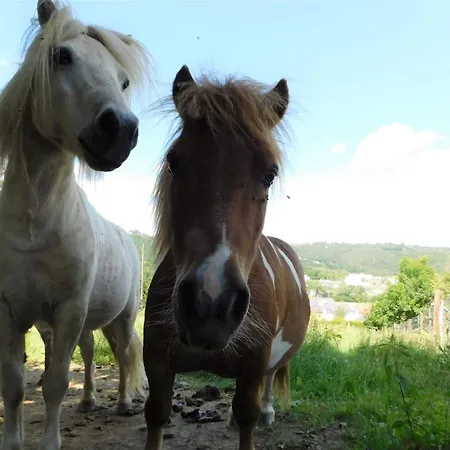 Und Bauernhof Petzold Affittacamere Greiz