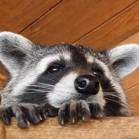 Und Bauernhof Petzold Affittacamere 3*