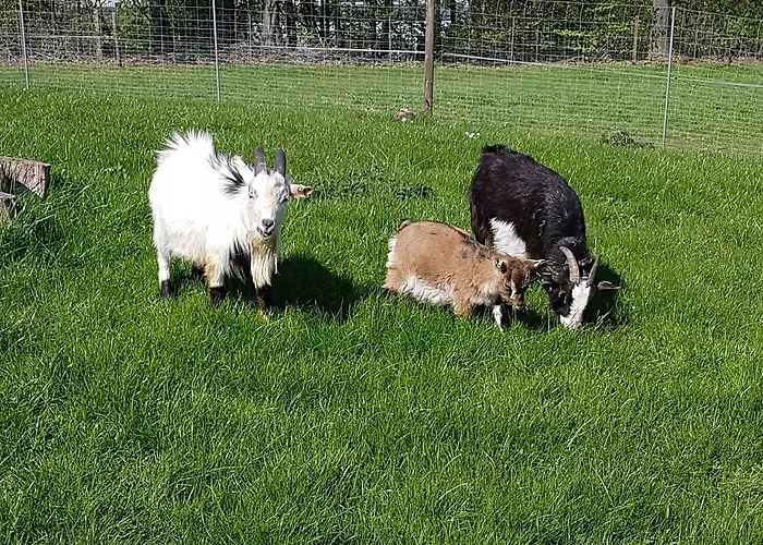 Gasthuis Und Bauernhof Petzold